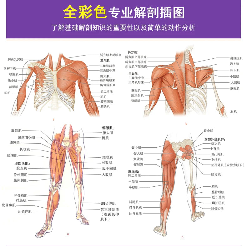 Pilates Anatomy Yoga book: Muscle bodybuilding training
